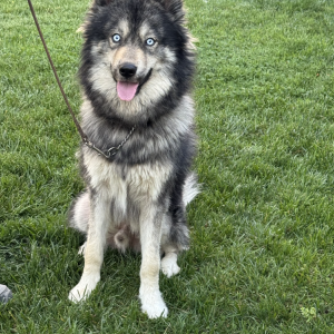 Image of unknown, Found Dog