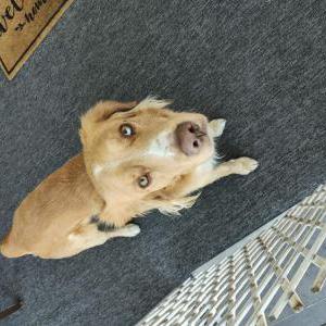 Image of Unknown, Found Dog