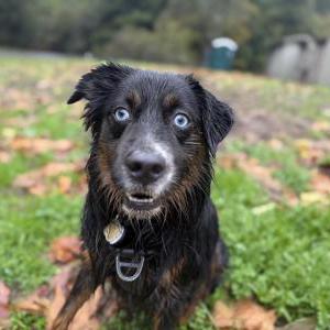 Lost Dog Archer