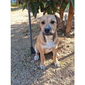 Image of Abby, Lost Dog