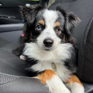 Image of Flower, Lost Dog