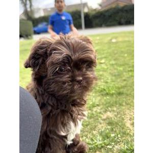 Image of Stormi, Lost Dog