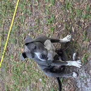 Image of Unknown, Found Dog