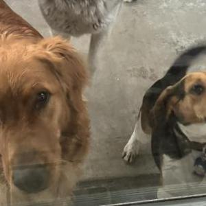 Image of Fiona and Sarah, Lost Dog