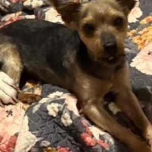Image of George, Lost Dog