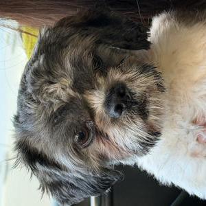 Image of Unsure, Found Dog