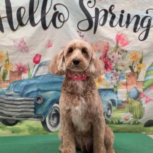 Lost Dog Rosie