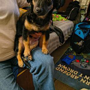 Lost Dog Mandi Poore