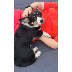 Image of Silo, Lost Dog