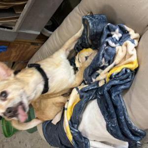Image of Oso, Lost Dog