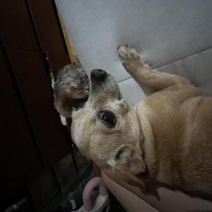 Lost Dog Lucy