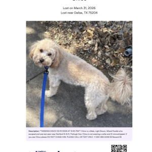 Image of Chico, Lost Dog