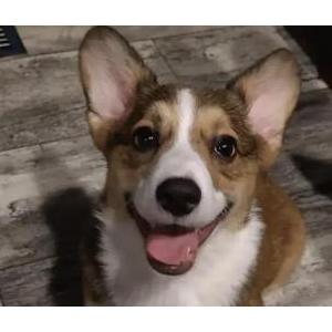 Image of Chase, Lost Dog