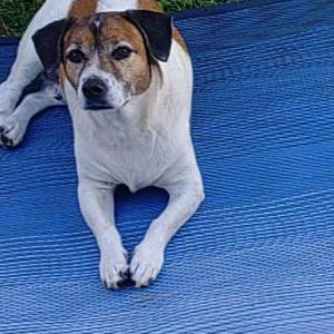 Lost Dog Ripley