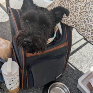 Lost Dog Lola