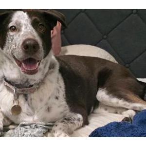 Image of Sadie Mae, Lost Dog