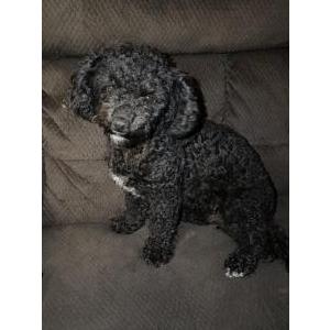 Lost Dog Unknown