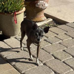 Lost Dog Mimi