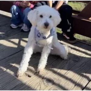 Lost Dog Nala