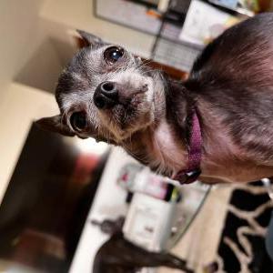 Image of Hexy, Lost Dog