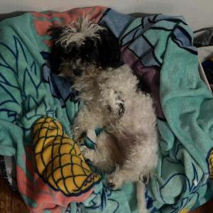 Lost Dog Rocky
