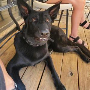 Image of Raven, Lost Dog