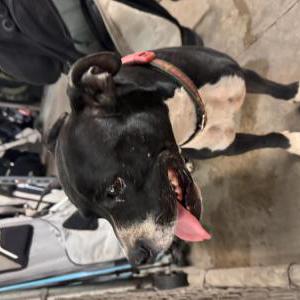 Found Dog unknown