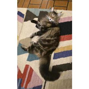 Image of Chester, Lost Cat