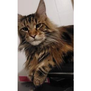 2nd Image of Chester, Lost Cat