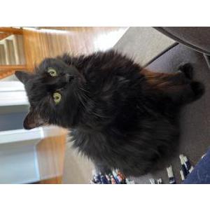 Image of Oliver, Lost Cat