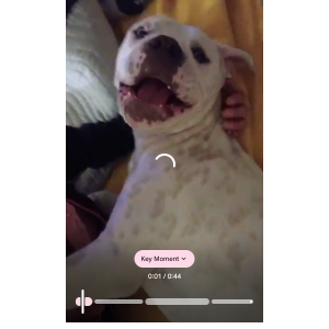 Lost Dog Doggo
