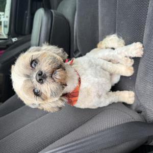 Lost Dog Pancho