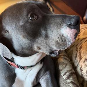 Lost Dog Bear