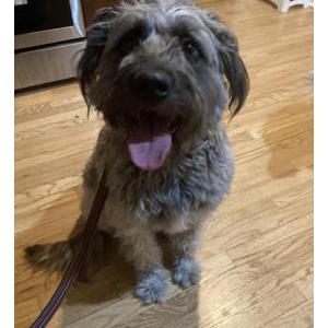 Image of Unknown, Found Dog