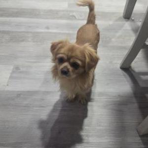 Lost Dog Simba