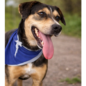 Image of Titan, Lost Dog
