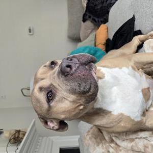 Image of Unknown, Found Dog