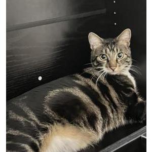 Image of Tobey, Lost Cat