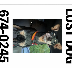 Image of Winzig, Lost Dog