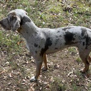 Image of Georgia, Lost Dog