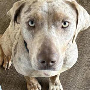 2nd Image of Georgia, Lost Dog