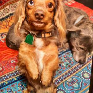 Image of Jordy, Lost Dog