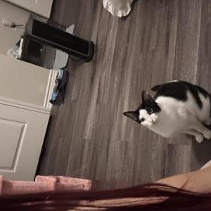 Image of Figgy, Lost Cat