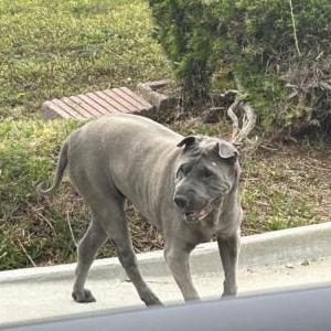 Lost Dog Rolla