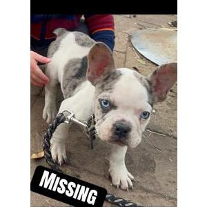Image of Doby, Lost Dog