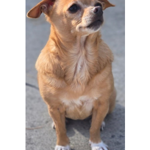 Lost Dog Diamond