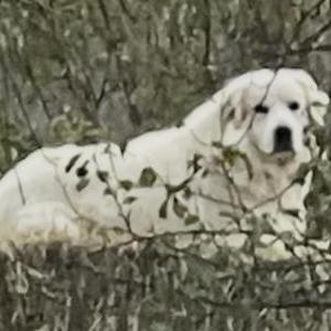 Image of Chuffy, Lost Dog