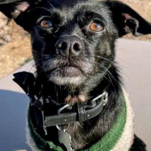 Lost Dog Oreo