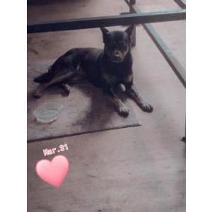 Found Dog Unknown