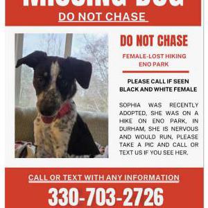 Image of Sophia Grace, Lost Dog